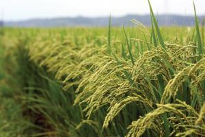 No habrá escasez de arroz en Perú