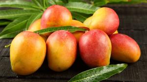 Norandino concreta acuerdos en Países Bajos para exportar mango fresco y procesado