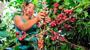 Normativa de la Unión Europea amenaza la exportación de café y cacao peruano
