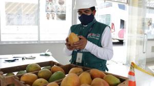 Norte del Perú recibirá solo fruta certificada por el Senasa