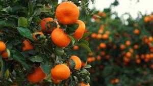 Nueva ley agraria y nuevas áreas para sembríos dinamizarán los cultivos de cítricos en Perú