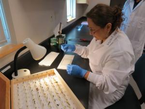 Nueva tecnología permitirá pronta detección y diagnóstico de plagas agrícolas