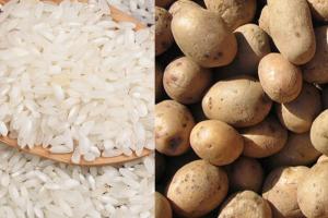 Nuevas variedades de papa y arroz se lanzarán en diciembre