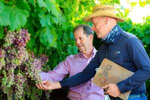 Nuevas variedades de uva logran equilibrar los deseos de los consumidores y las necesidades de los productores