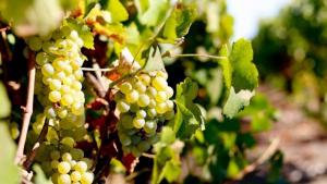 Nuevas variedades de uva que exige el mercado pueden ser propensas a enfermedades imprevistas