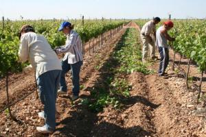 NUEVO SEGURO DE AGROBANCO ALENTARÁ EL DESARROLLO DE MÁS COBERTURAS