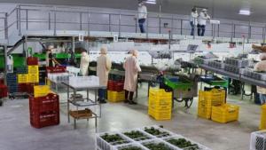 Número de empresas agroexportadoras alcanzaron las 2.149 en la primera mitad del 2025, mostrando un aumento de 5.1%