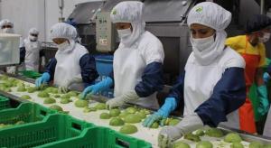 Número de empresas agroexportadoras sumaron 2.006 entre enero y mayo de 2025, mostrando un aumento de 3.3%