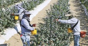 Obras por Impuestos reducirá brecha en el agro que asciende a S/ 10.000 millones