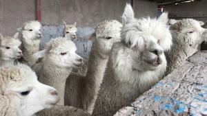 Ocho marcas textiles no venderían más prendas de alpaca peruana