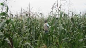 OEFA de<span class='highlight'>te</span>cta primeros campos de cultivo con Organismos Vivos Modificados en Perú