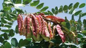 Oficina de propiedad intelectual de Taiwán rechaza solicitud de patente relacionada a la tara