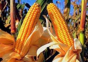 Ofrecen más de 21 mil kilos de semilla certificada de maíz amarillo duro “Marginal 28 tropical”