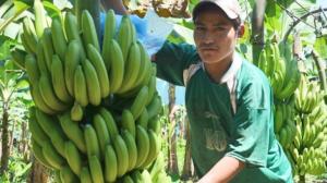 OIT: Millones de personas se emplean en los cultivos de banano, pero no logran salir de la pobreza
