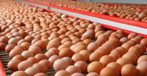 Ola de calor está reduciendo producción de huevos, lo que ha incrementado su precio en los mercados
