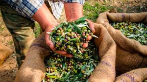 Olivos del Sur pone en valor su experiencia en distribución para captar nuevas marcas