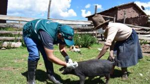 Once regiones del país serán liberadas de vacunación contra Peste Porcina Clásica