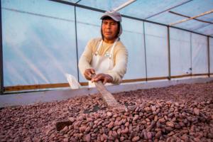 Organizaciones cacaoteras de Madre de Dios y Junín participarán en plataforma virtual de negocios