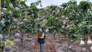 Organizan charla virtual con vicepresidente de Promango para tratar perspectivas de campaña de mango