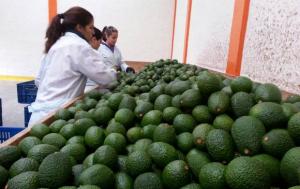Países Bajos es el segundo mayor importador mundial de aguacate
