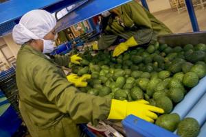Países Bajos y España concentran el 53.2% de las exportaciones peruanas de palta en el primer semestre del año
