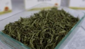 Paita competirá en el mercado internacional de la stevia con Asia