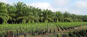 Palma aceitera le gana terreno a la ganadería en la selva y crece 20% al año