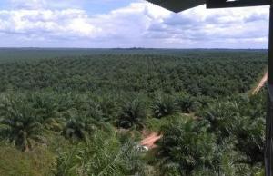 Palmicultora Ocho Sur ha realizado la mayor inversión agroindustrial en la selva peruana