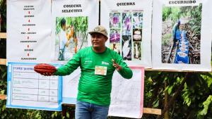 Pasco: 1.296 familias serán beneficiadas con proyecto de cacao en Palcazú