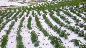 Pasco: más de 80 hectáreas de tubérculos y frutales perdidos en Paucartambo por heladas