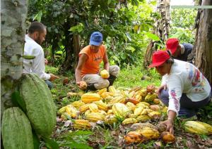 PELIGRA EXPORTACIÓN DE CACAO PERUANO A EUROPA SI NO SE REDUCEN ÍNDICES DE CADMIO EN CULTIVOS