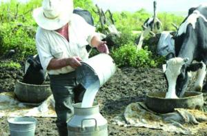 Pequeños ganaderos del Perú han visto cómo los precios por su leche fresca no han aumentado desde el 2001