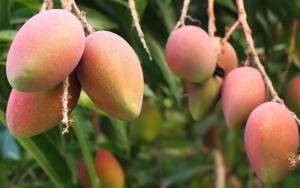 Pequeños productores de Áncash proyectan exportar 30 mil toneladas de mango en campaña 2021