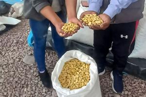 Pequeños productores de Cusco exportaron 30 toneladas de haba seca al mercado asiático