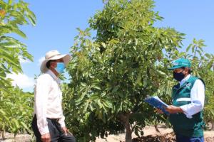Pequeños productores de Moquegua enviaron más de 630 toneladas de palta a Chile