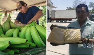 Pequeños productores de Piura exportan primer lote de puré de banano a Europa