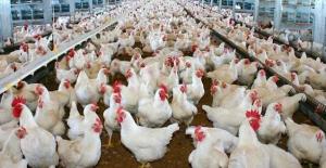 Pérdidas en el sector avícola por pandemia se estiman en S/ 1.600 millones