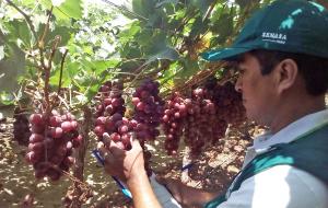 Perú abrirá 12 nuevos mercados de Asia y Oceanía para la agroexportación