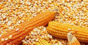  Perú aumenta cada vez más su producción de maíz amarillo duro, pero también importa una gran cantidad