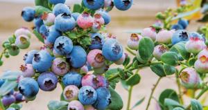 Perú avanza en la diversificación varietal del arándano