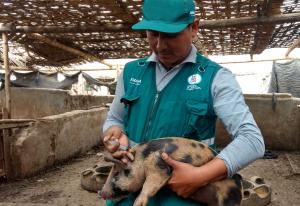 Perú busca declarar zonas libres de Peste Porcina Clásica