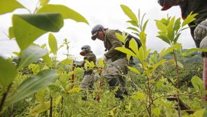 Perú busca erradicar 18.000 hectáreas de cultivos ilegales de hoja de coca este año