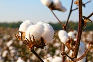 Perú busca establecer un certificado de sostenibilidad para el algodón