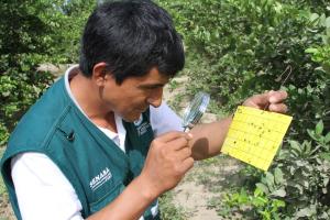 Perú busca trabajar conjuntamente con Ecuador en monitoreo y control del vector de HLB