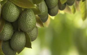 Perú cierra su temporada de paltas más exitosa