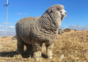 Perú Compras: Midagri homologará cinco tipos de ovinos reproductores