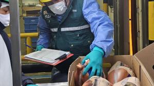 Perú concreta su primer envío de pavo a Panamá