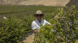 Perú contará con 20 mil hectáreas de arándanos dentro de 3 años