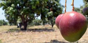 Perú contó con 16.761 hectáreas certificadas de mango para exportación el año pasado