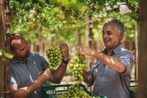 Perú cosecharía entre 53 y 55 millones de cajas de uva de mesa en la campaña 2020/2021